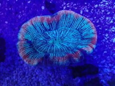 画像2: No.31 オーストラリア産 オオバナサンゴ　ピンクマルチ (2)