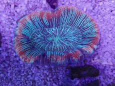 画像3: No.31 オーストラリア産 オオバナサンゴ　ピンクマルチ (3)