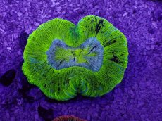 画像1: No.32 オーストラリア産 オオバナサンゴ　ブルーグリーン (1)