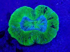 画像2: No.32 オーストラリア産 オオバナサンゴ　ブルーグリーン (2)