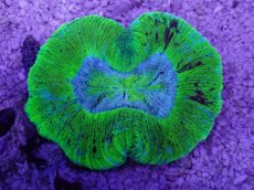 画像3: No.32 オーストラリア産 オオバナサンゴ　ブルーグリーン (3)
