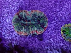 画像1: No.33 オオバナサンゴ　マルチカラー (1)