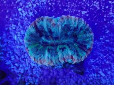 画像2: No.33 オオバナサンゴ　マルチカラー (2)