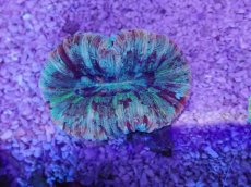 画像3: No.33 オオバナサンゴ　マルチカラー (3)