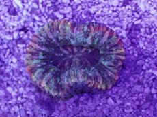 画像1: No.34 オオバナサンゴ　マルチカラー (1)