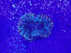 画像2: No.34 オオバナサンゴ　マルチカラー (2)