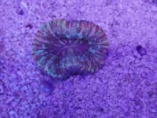 画像3: No.34 オオバナサンゴ　マルチカラー (3)