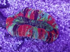 画像1: No.35 オオバナサンゴ　マルチカラー (1)