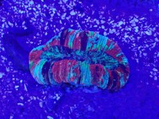 画像2: No.35 オオバナサンゴ　マルチカラー (2)