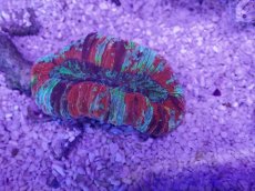 画像3: No.35 オオバナサンゴ　マルチカラー (3)