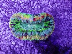 画像1: No.36 オオバナサンゴ　マルチカラー (1)