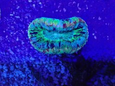 画像2: No.36 オオバナサンゴ　マルチカラー (2)