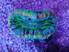 画像3: No.36 オオバナサンゴ　マルチカラー (3)