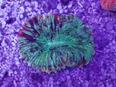 画像1: No.37 オオバナサンゴ　マルチカラー (1)