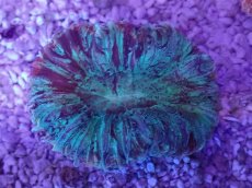 画像3: No.37 オオバナサンゴ　マルチカラー (3)