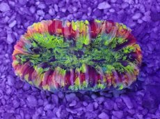 画像1: No.38 オオバナサンゴ　マルチカラー (1)