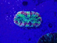 画像2: No.38 オオバナサンゴ　マルチカラー (2)