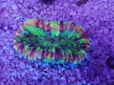 画像3: No.38 オオバナサンゴ　マルチカラー (3)