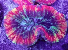 画像1: No.39 オオバナサンゴ　マルチカラー (1)