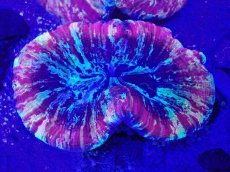 画像2: No.39 オオバナサンゴ　マルチカラー (2)