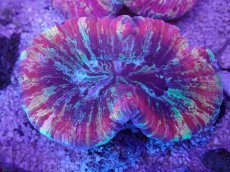 画像3: No.39 オオバナサンゴ　マルチカラー (3)