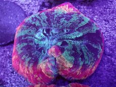 画像1: No.40 オオバナサンゴ　マルチカラー (1)