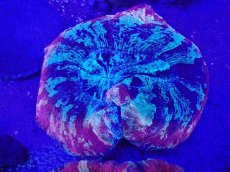 画像2: No.40 オオバナサンゴ　マルチカラー (2)