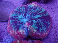 画像3: No.40 オオバナサンゴ　マルチカラー (3)