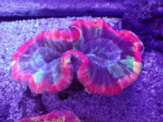 画像1: No.41 オオバナサンゴ　マルチカラー (1)