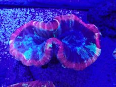 画像2: No.41 オオバナサンゴ　マルチカラー (2)