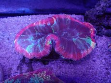 画像3: No.41 オオバナサンゴ　マルチカラー (3)