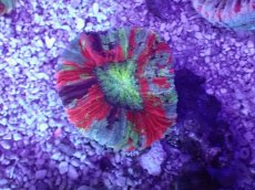 画像1: No.42 オオバナサンゴ　マルチカラー (1)