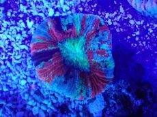 画像2: No.42 オオバナサンゴ　マルチカラー (2)