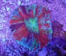 画像3: No.42 オオバナサンゴ　マルチカラー (3)