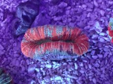 画像1: No.43 オオバナサンゴ　マルチカラー (1)