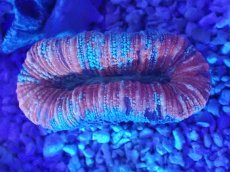 画像2: No.43 オオバナサンゴ　マルチカラー (2)