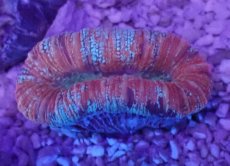 画像3: No.43 オオバナサンゴ　マルチカラー (3)