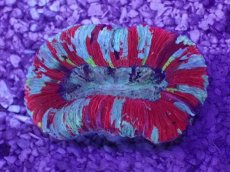 画像1: No.44 オオバナサンゴ　マルチカラー (1)