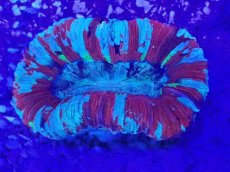 画像2: No.44 オオバナサンゴ　マルチカラー (2)