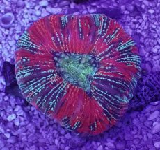 画像1: No.45 オオバナサンゴ　マルチカラー (1)