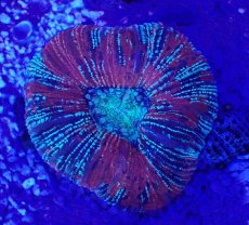 画像2: No.45 オオバナサンゴ　マルチカラー (2)