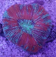 画像3: No.45 オオバナサンゴ　マルチカラー (3)