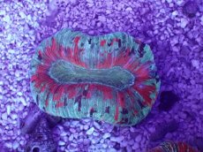 画像1: No.46 オオバナサンゴ　マルチカラー (1)