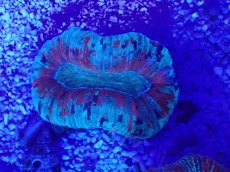 画像2: No.46 オオバナサンゴ　マルチカラー (2)