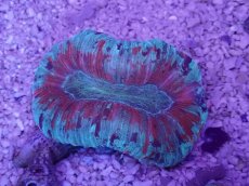 画像3: No.46 オオバナサンゴ　マルチカラー (3)