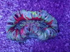 画像1: No.47 オオバナサンゴ　マルチカラー (1)