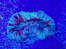 画像2: No.47 オオバナサンゴ　マルチカラー (2)