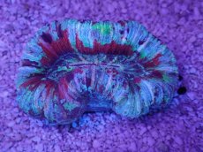 画像3: No.47 オオバナサンゴ　マルチカラー (3)