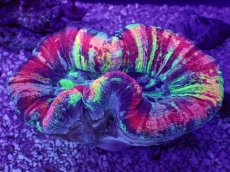 画像1: No.48 オオバナサンゴ　マルチカラー (1)