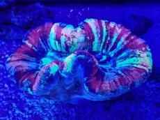 画像2: No.48 オオバナサンゴ　マルチカラー (2)